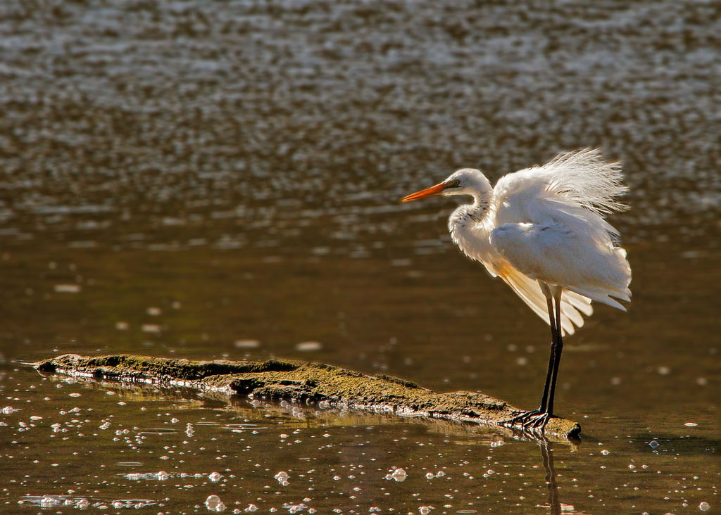 Click image for larger version

Name:	Egret.jpg
Views:	40
Size:	192.6 KB
ID:	396335