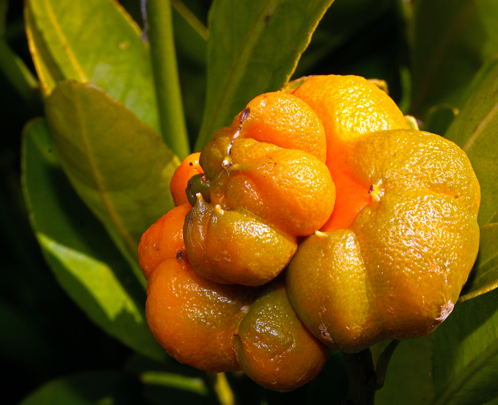 Click image for larger version

Name:	Cumquat.jpg
Views:	33
Size:	779.2 KB
ID:	407045