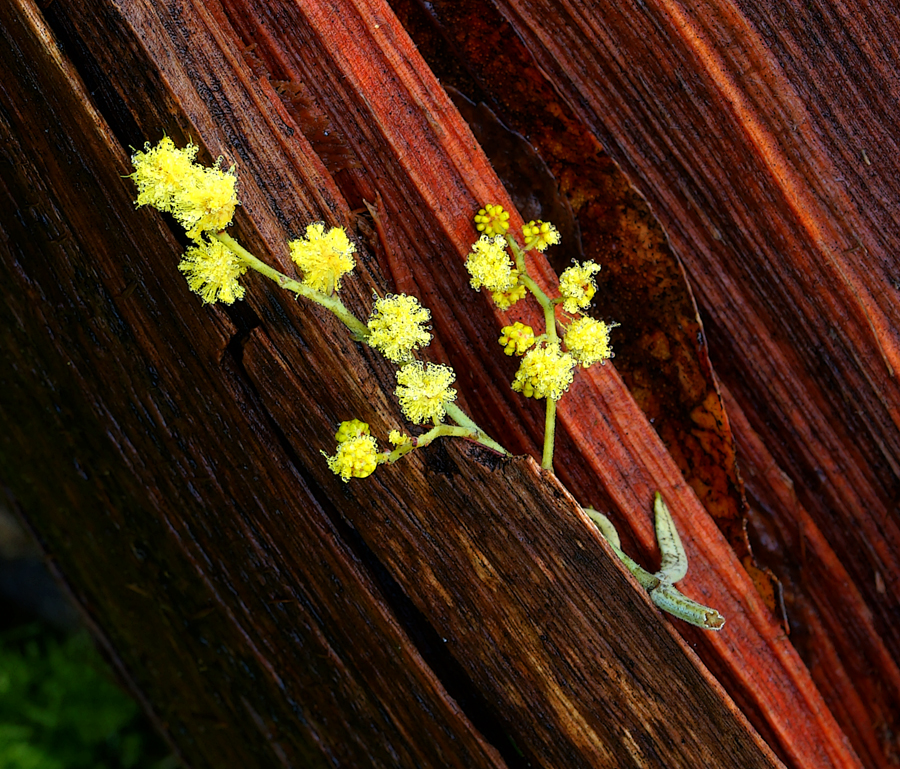 Click image for larger version

Name:	Wattle blossom.jpg
Views:	23
Size:	844.4 KB
ID:	411153