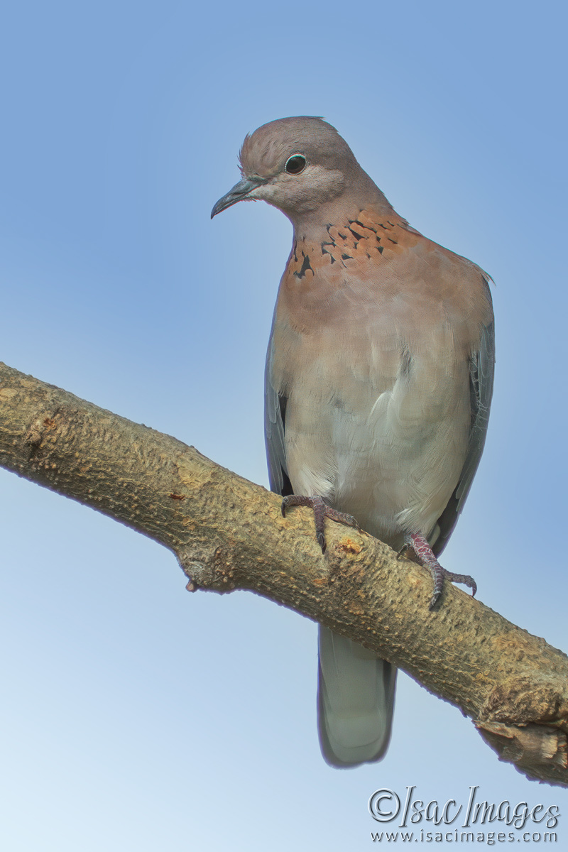 Click image for larger version

Name:	6423-Laughing_Dove.jpg
Views:	54
Size:	256.4 KB
ID:	507690