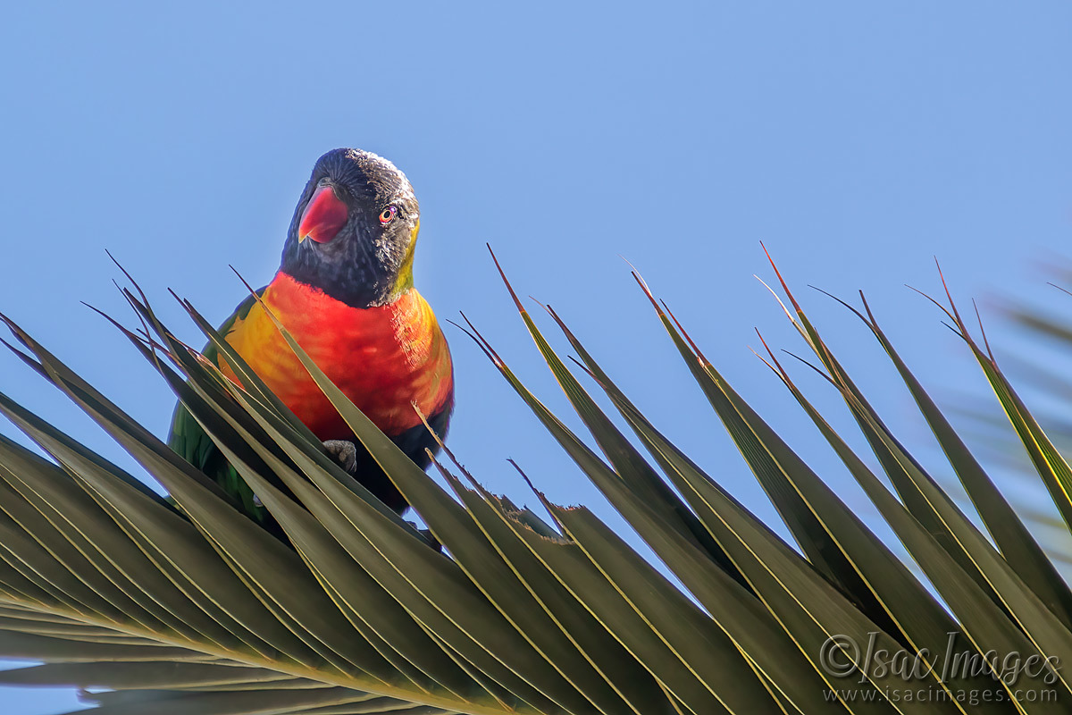 Click image for larger version

Name:	6483-Rainbow_Lorikeet.jpg
Views:	51
Size:	262.7 KB
ID:	507693