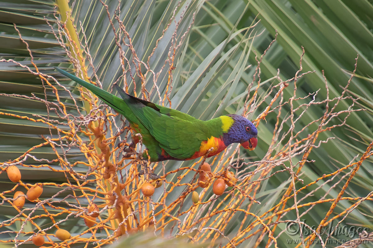 Click image for larger version

Name:	6359-Rainbow_Lorikeet.jpg
Views:	50
Size:	308.2 KB
ID:	507694