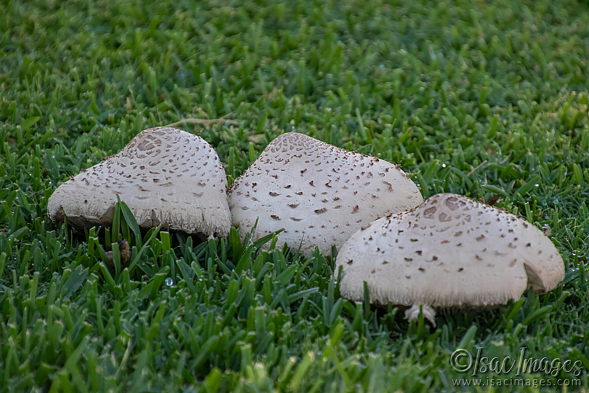 Click image for larger version

Name:	6449-Mushrooms.jpg
Views:	53
Size:	288.5 KB
ID:	507780