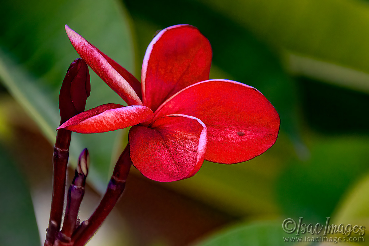 Click image for larger version

Name:	6490-Frangipani.jpg
Views:	51
Size:	277.3 KB
ID:	507782