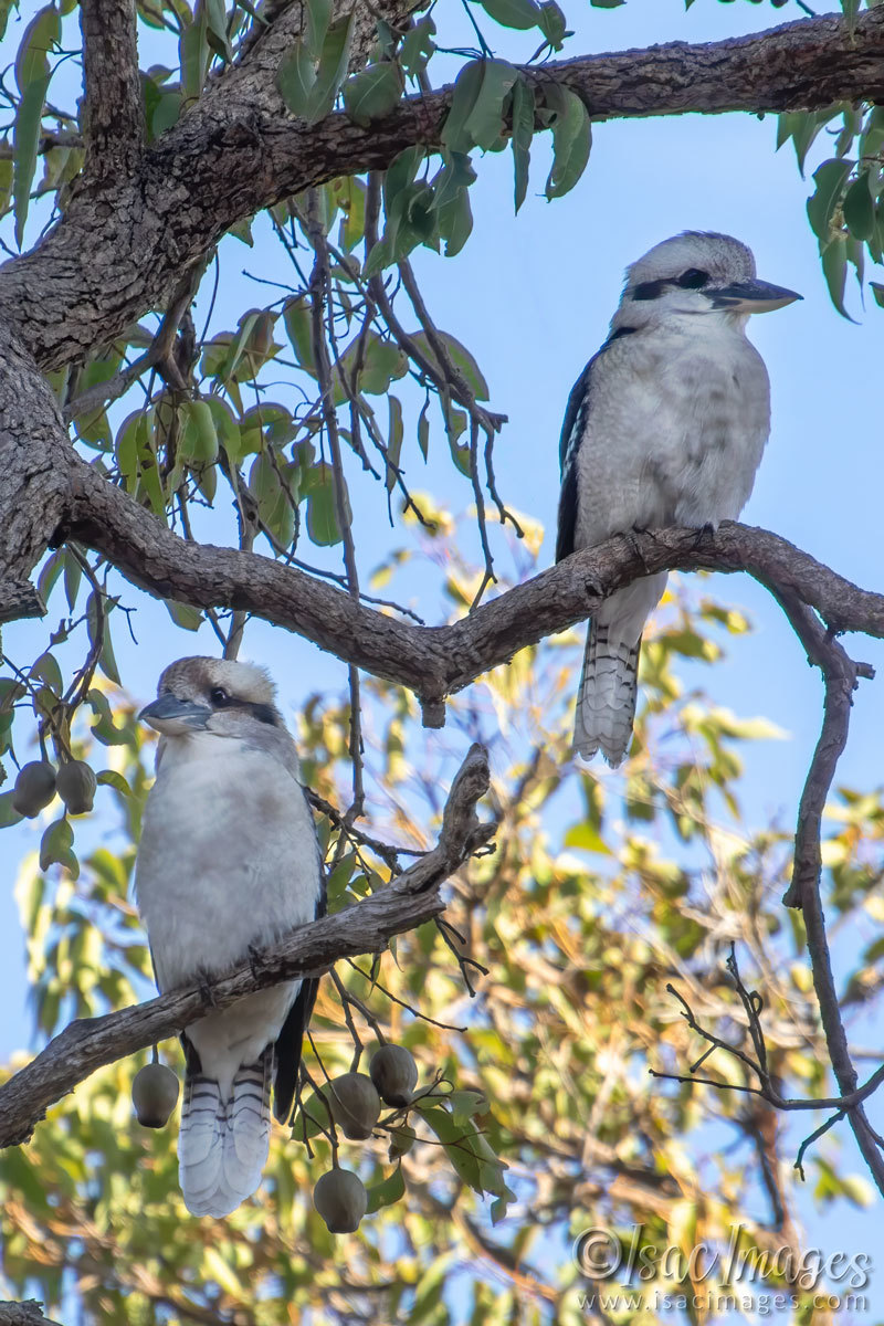 Click image for larger version

Name:	6508-Kookaburras.jpg
Views:	70
Size:	282.2 KB
ID:	507786