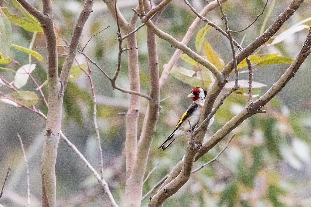 Click image for larger version  Name:	European Goldfinch.jpg Views:	0 Size:	210.7 KB ID:	467339