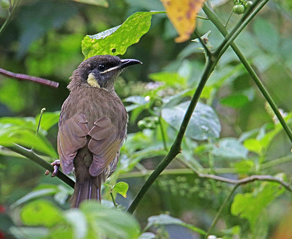 Click image for larger version  Name:	Lewins Honeyeater.jpg Views:	0 Size:	326.2 KB ID:	508059