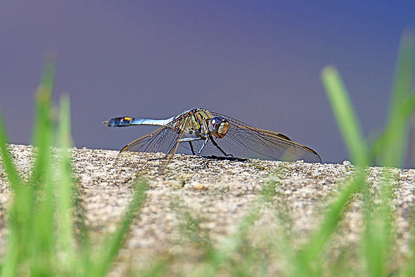 Click image for larger version

Name:	Dragonfly 010.jpg
Views:	139
Size:	262.4 KB
ID:	508063