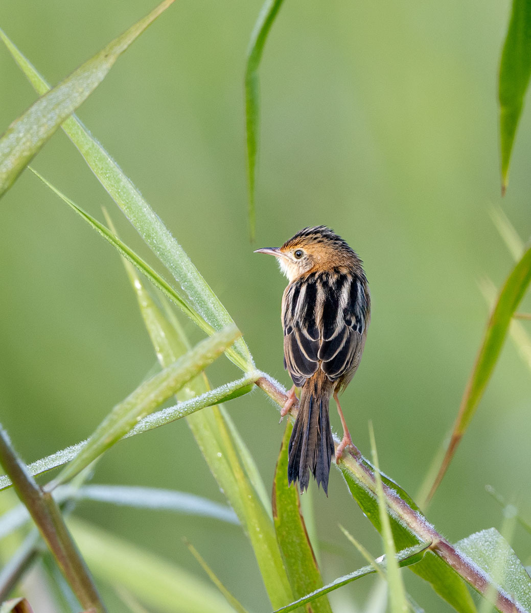 Click image for larger version

Name:	20240605_Eagleby_Wetlands_0017-Edit.jpg
Views:	51
Size:	256.8 KB
ID:	508319