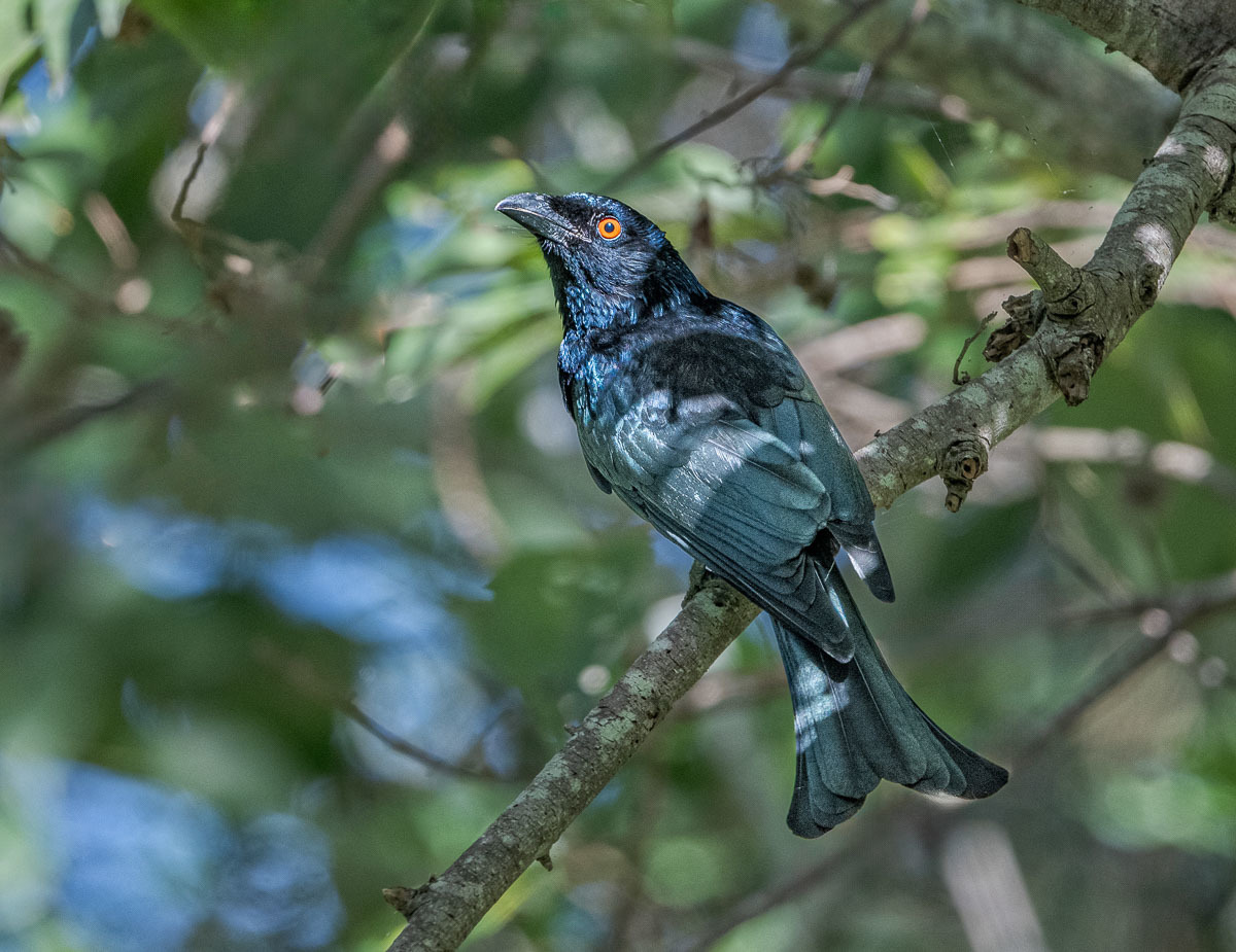 Spangled Drongo - Australian Photoholics Forum