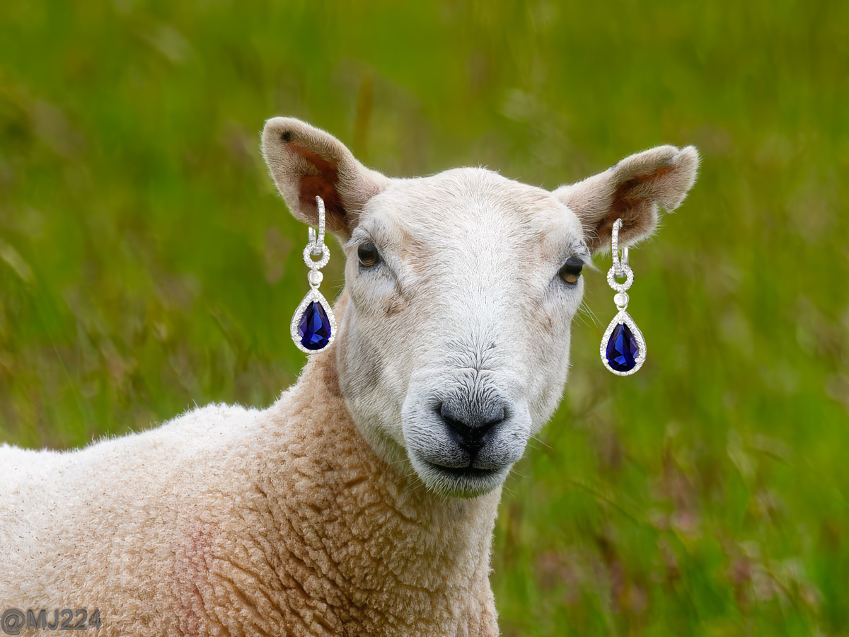 Click image for larger version

Name:	Lamb_Bling.jpg
Views:	129
Size:	291.6 KB
ID:	508736