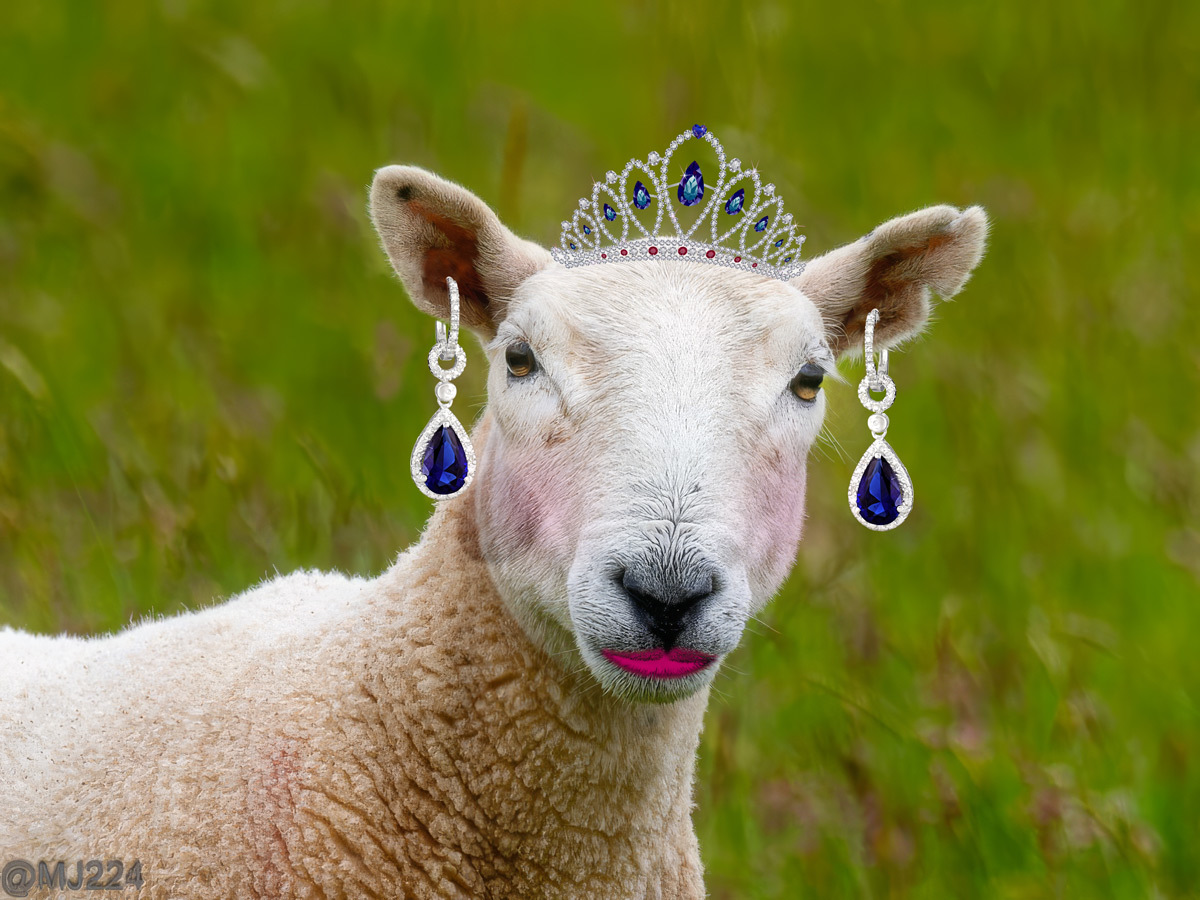 Click image for larger version

Name:	Lamb_Bling.jpg
Views:	121
Size:	308.7 KB
ID:	508742