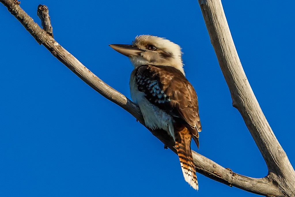 Click image for larger version

Name:	Another Kooka.jpg
Views:	44
Size:	135.4 KB
ID:	461585