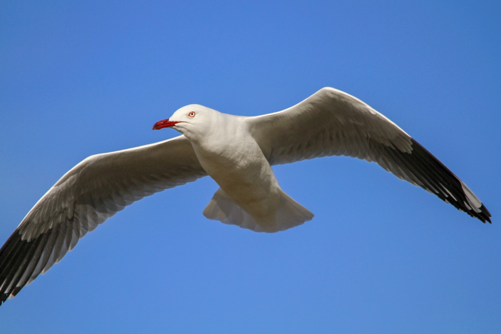 Click image for larger version

Name:	3079-Gull-in-Flight.jpg
Views:	45
Size:	69.2 KB
ID:	464901