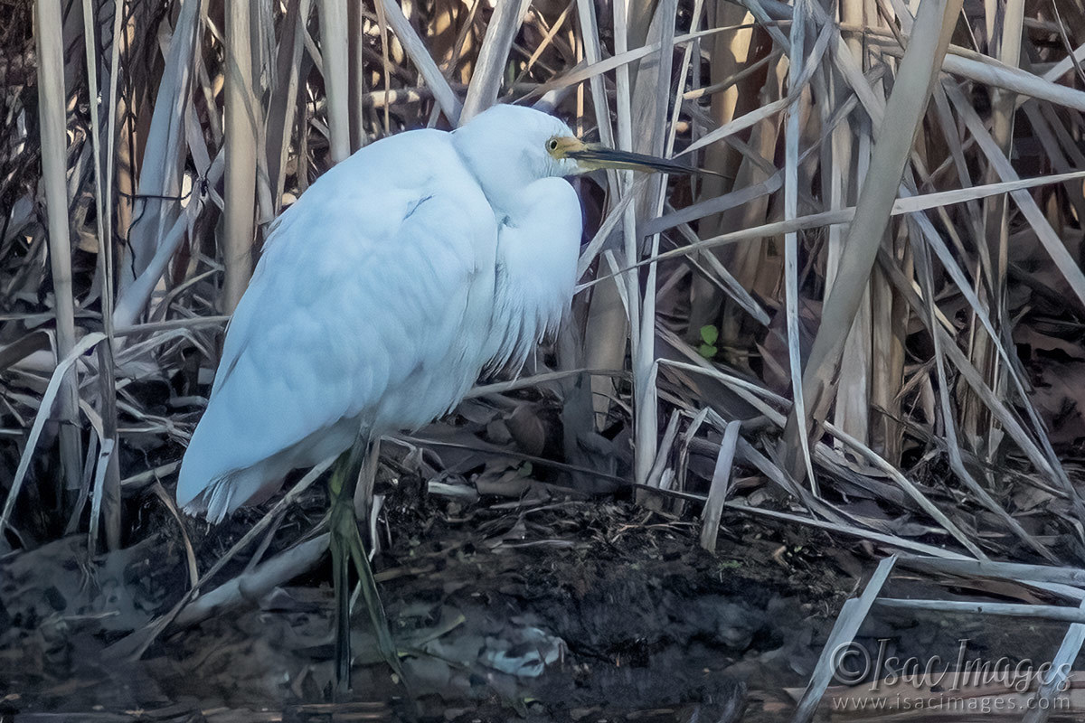 Click image for larger version

Name:	C-_Users_info_Pictures_Canon 7Dll_2024_07_Jul_7290-Egret.jpg
Views:	49
Size:	273.9 KB
ID:	509240