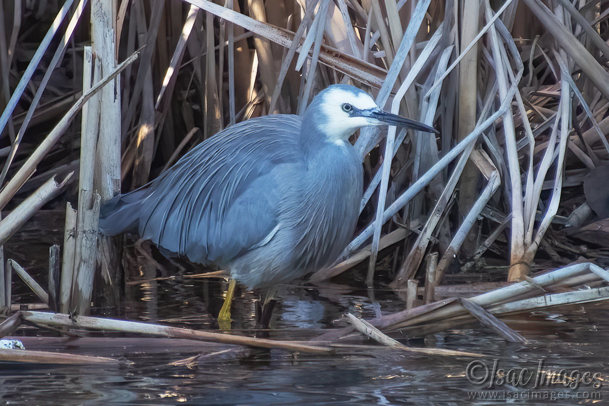 Click image for larger version

Name:	7292-White_Faced_Heron.jpg
Views:	37
Size:	297.3 KB
ID:	509241