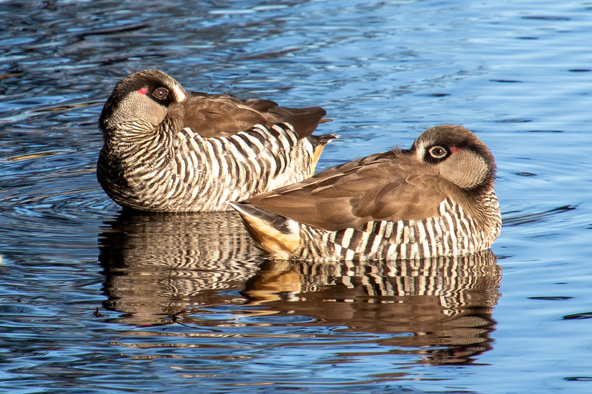 Click image for larger version

Name:	7342-Pink_Eared_Ducks.jpg
Views:	36
Size:	307.6 KB
ID:	509242