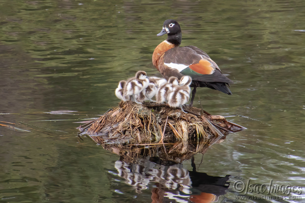 Click image for larger version

Name:	7798-Shelduck_Family.jpg
Views:	36
Size:	294.9 KB
ID:	509244