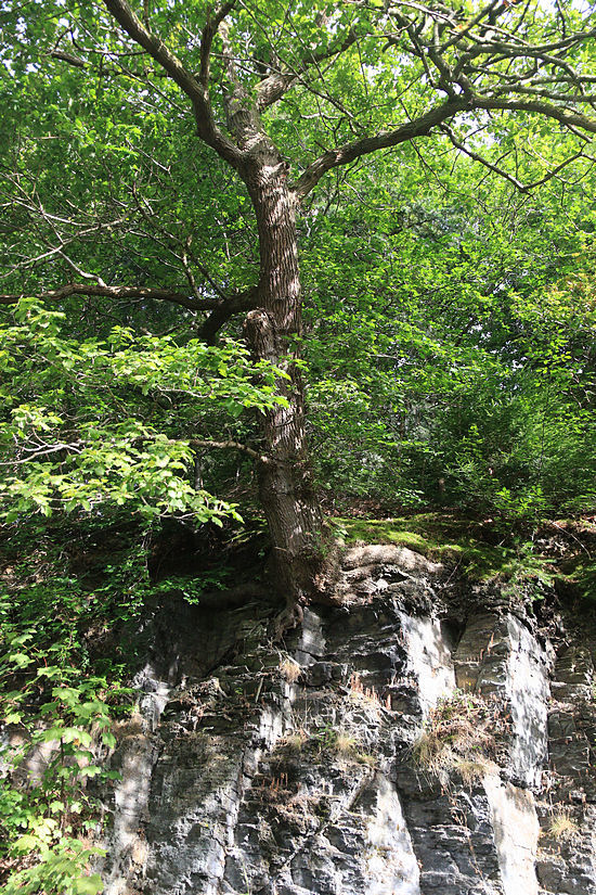 Click image for larger version

Name:	Tree by canal.jpg
Views:	28
Size:	293.3 KB
ID:	509374