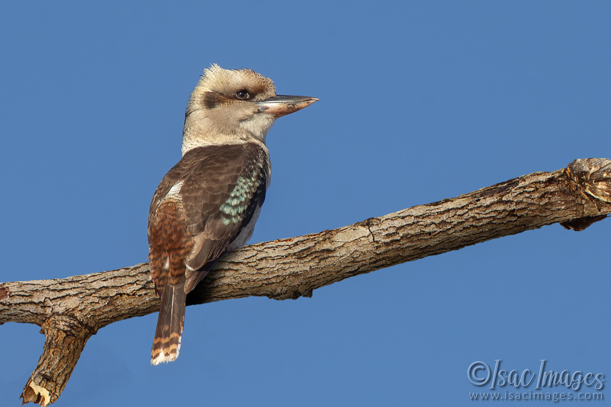 Click image for larger version  Name:	7989-Kookaburra.jpg Views:	0 Size:	279.1 KB ID:	509574