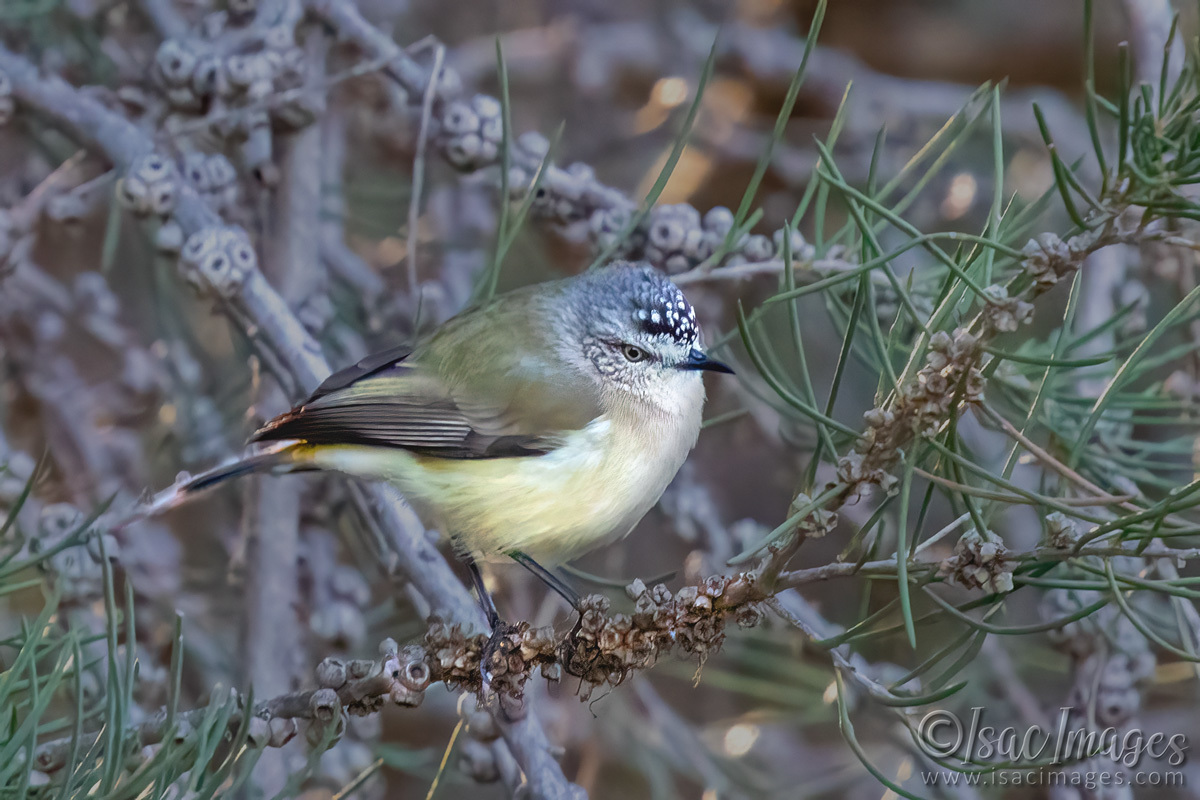 Click image for larger version  Name:	7362-Yellow_Rumped_Thornbill.jpg Views:	0 Size:	296.0 KB ID:	509575