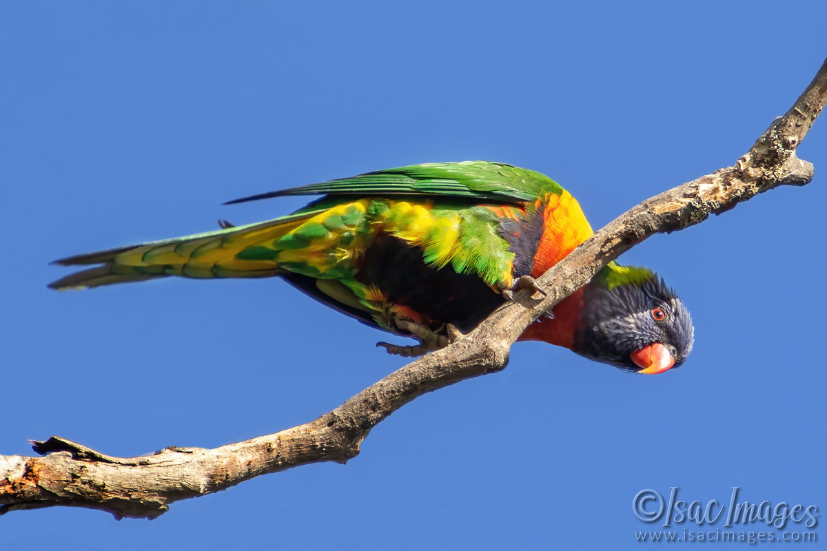 Click image for larger version

Name:	7653-Rainbow_Lorikeet.jpg
Views:	37
Size:	281.7 KB
ID:	509577