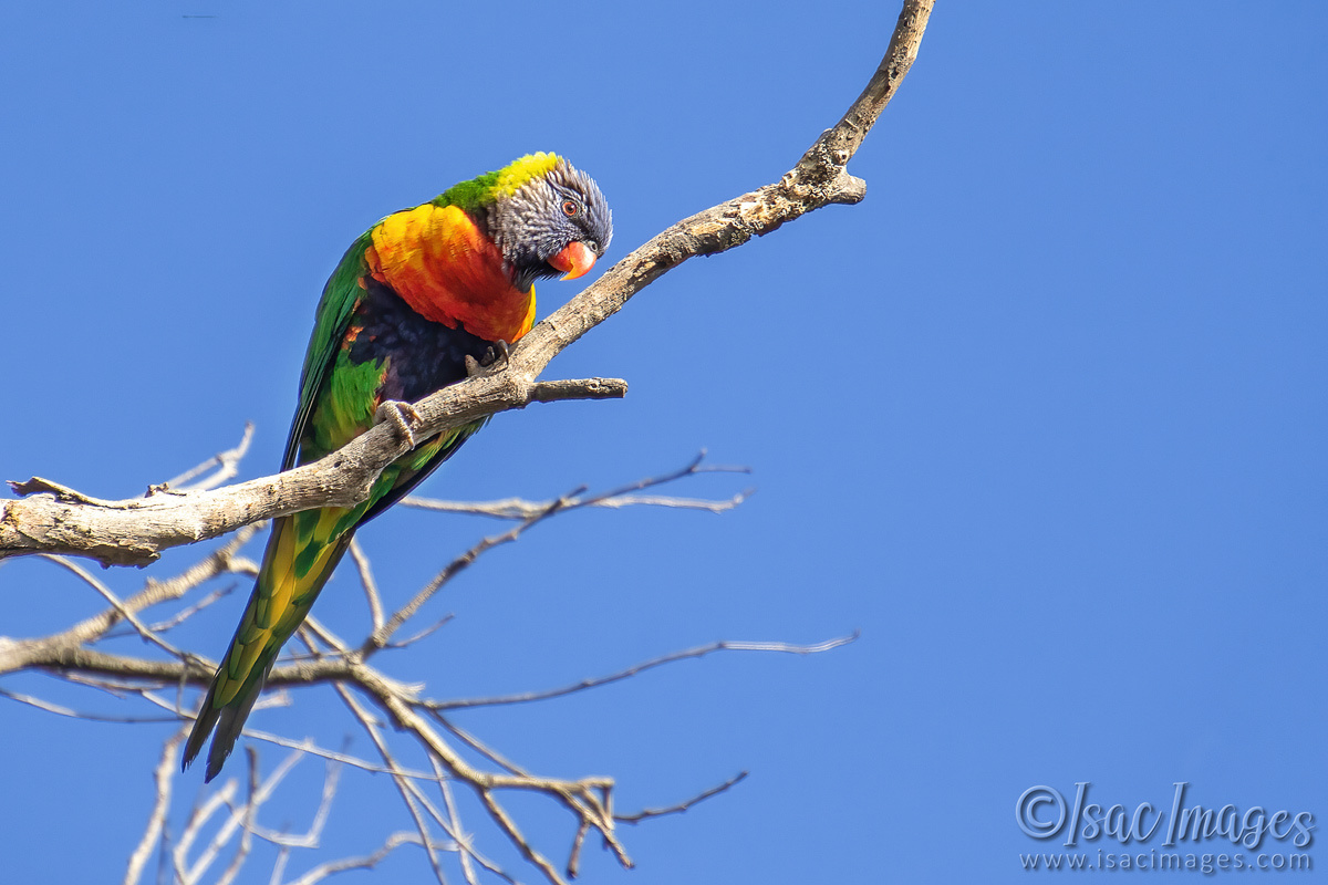 Click image for larger version

Name:	7652-Rainbow_Lorikeet.jpg
Views:	37
Size:	273.2 KB
ID:	509578