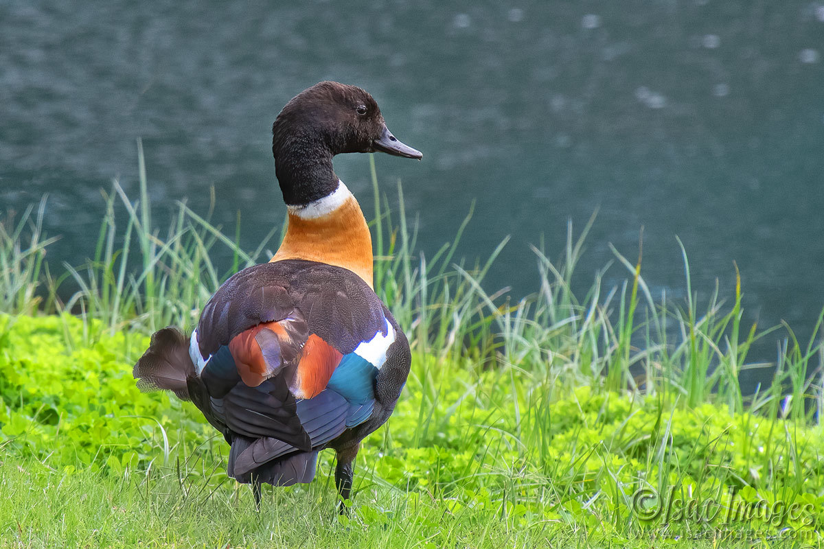 Click image for larger version

Name:	7942-Shelduck_Male.jpg
Views:	45
Size:	279.9 KB
ID:	509580