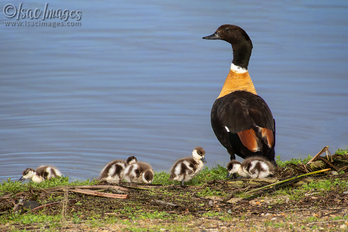 Click image for larger version

Name:	7882-Shelduck_Family.jpg
Views:	33
Size:	298.2 KB
ID:	509582