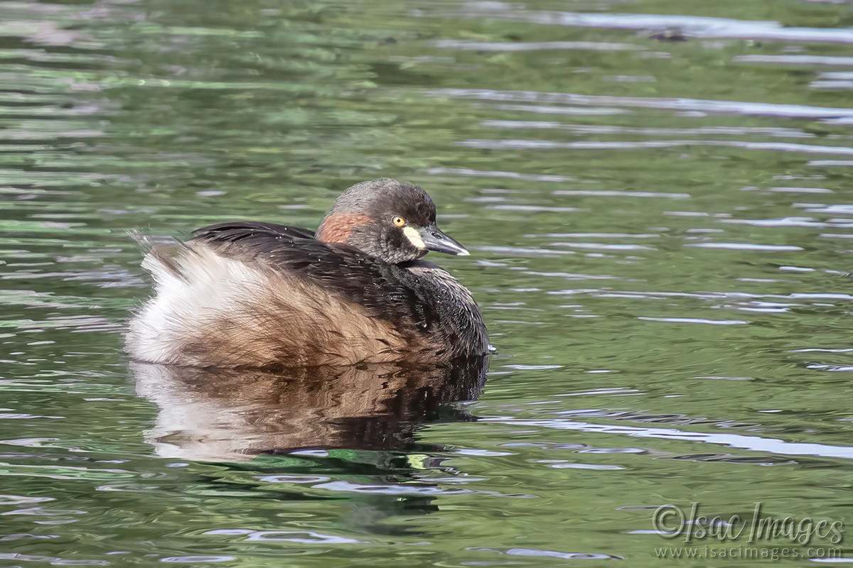 Click image for larger version

Name:	7766-Grebe.jpg
Views:	31
Size:	292.2 KB
ID:	509583