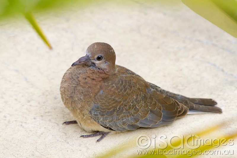 Click image for larger version

Name:	Baby Bronzewing Pidgeon-2 - Small.jpg
Views:	2011
Size:	81.5 KB
ID:	420359