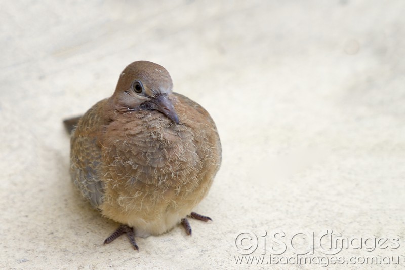 Click image for larger version

Name:	Baby Bronzewing Pidgeon - Small.jpg
Views:	501
Size:	67.3 KB
ID:	420360