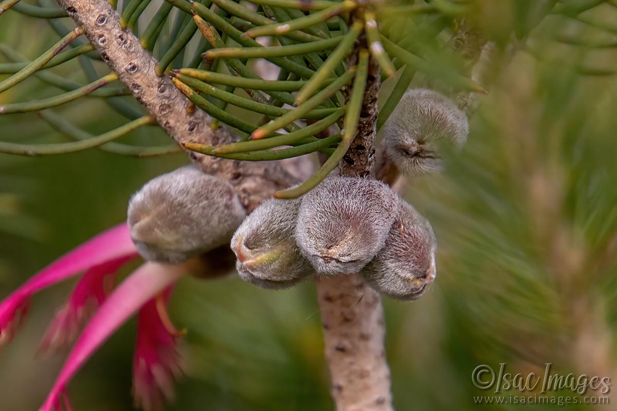 Click image for larger version

Name:	7690-One_Sided_Callistemon-POD.jpg
Views:	36
Size:	268.8 KB
ID:	509885