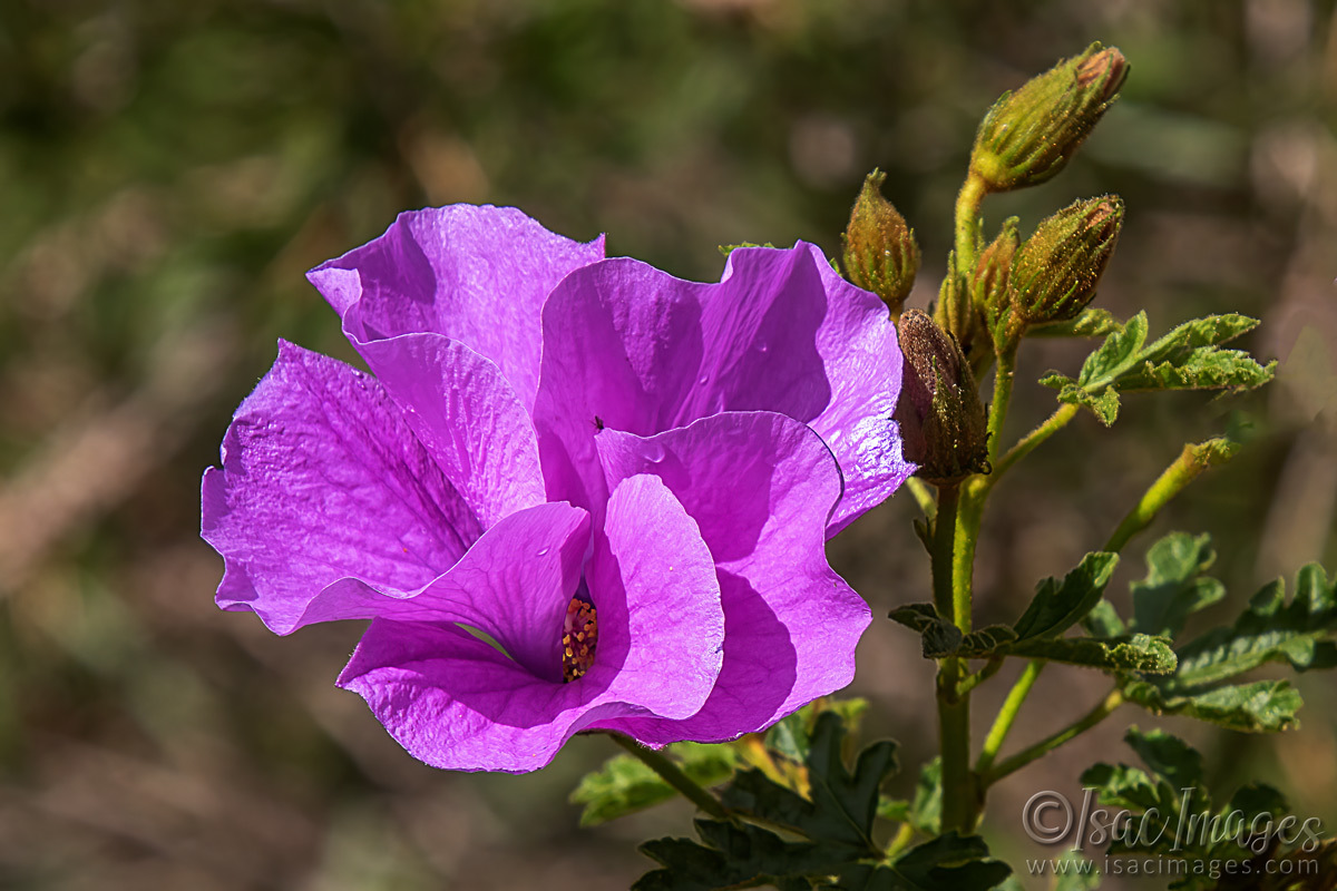 Click image for larger version

Name:	7768-Australian_Native_Hibiscus.jpg
Views:	25
Size:	288.5 KB
ID:	509886