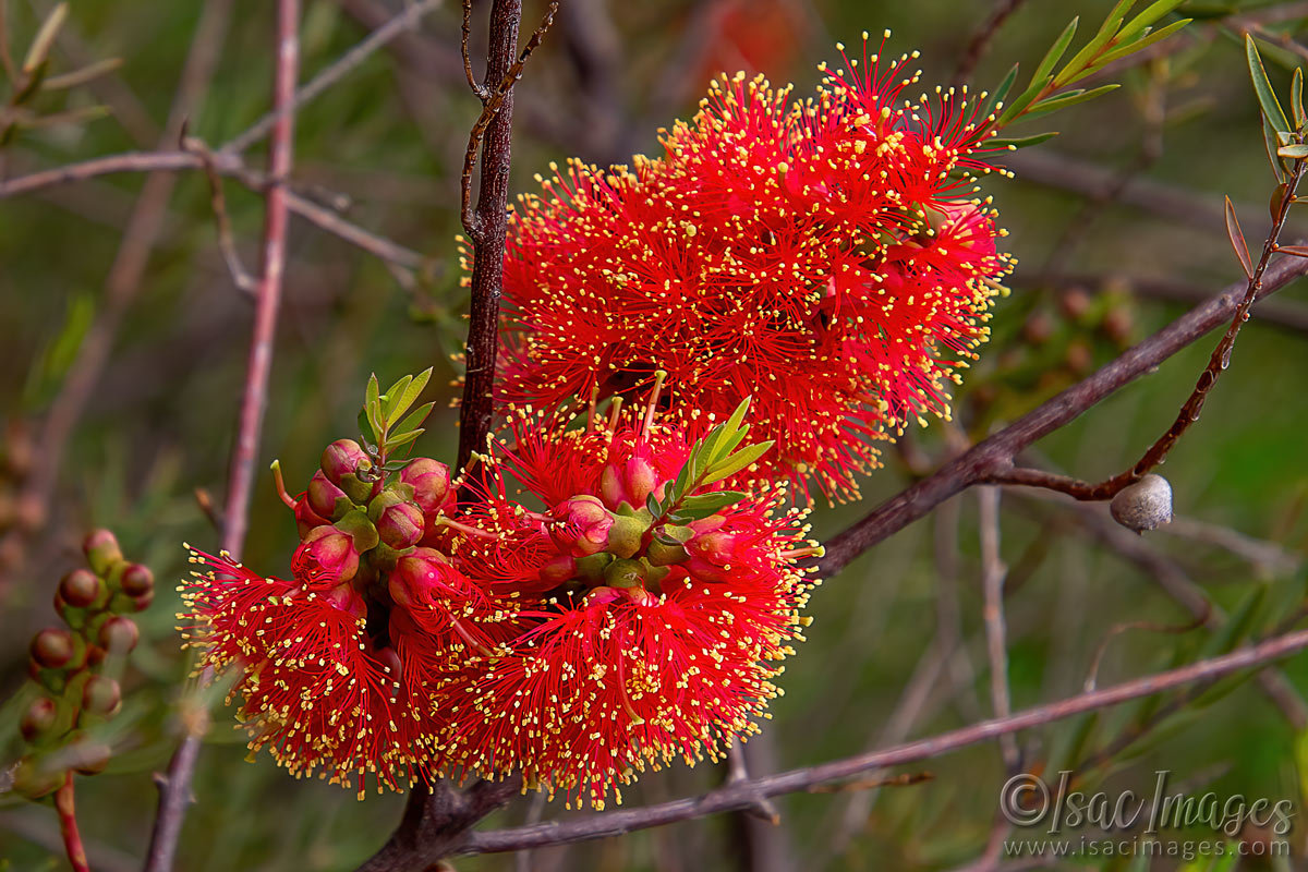 Click image for larger version

Name:	7956-Scarlet_Callistemon.jpg
Views:	26
Size:	301.9 KB
ID:	509887