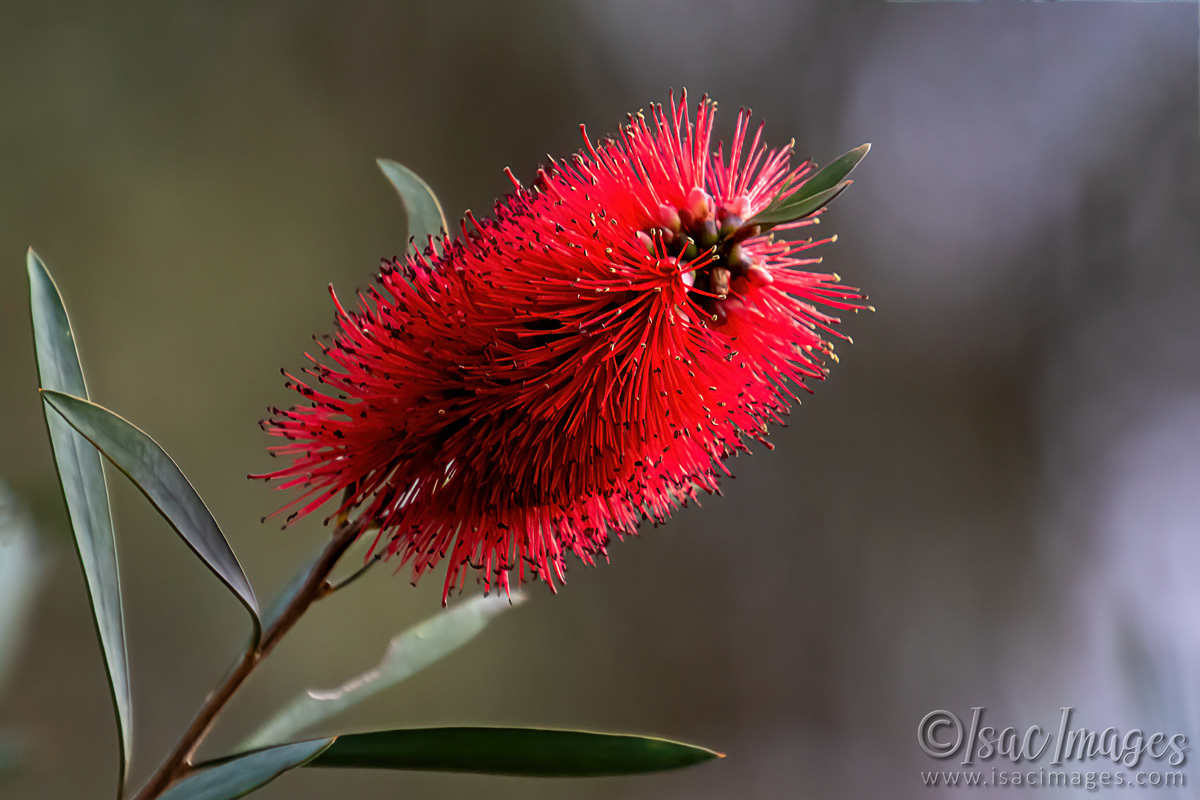 Click image for larger version

Name:	7663-Scarlet_Callistemon.jpg
Views:	25
Size:	279.6 KB
ID:	509888