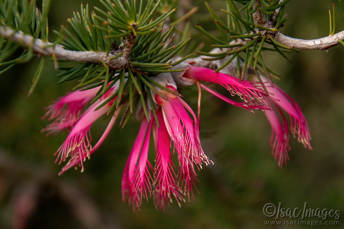 Click image for larger version

Name:	7689-One_Sided_Callistemon.jpg
Views:	26
Size:	304.5 KB
ID:	509889