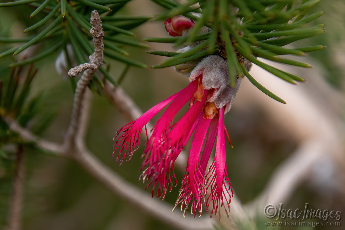 Click image for larger version

Name:	7691-One_Sided_Callistemon-SPROUTING.jpg
Views:	25
Size:	290.1 KB
ID:	509890