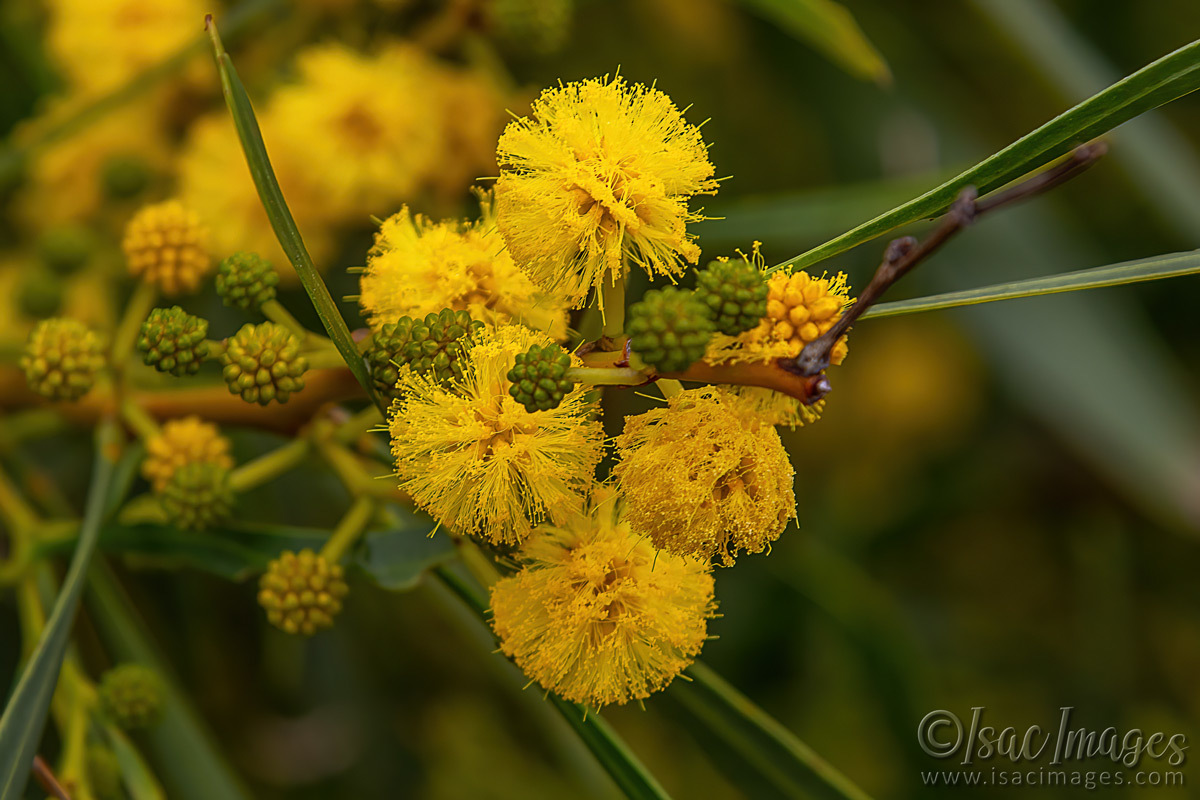 Click image for larger version

Name:	7959-Australian_Golden_Wattle.jpg
Views:	26
Size:	285.8 KB
ID:	509891