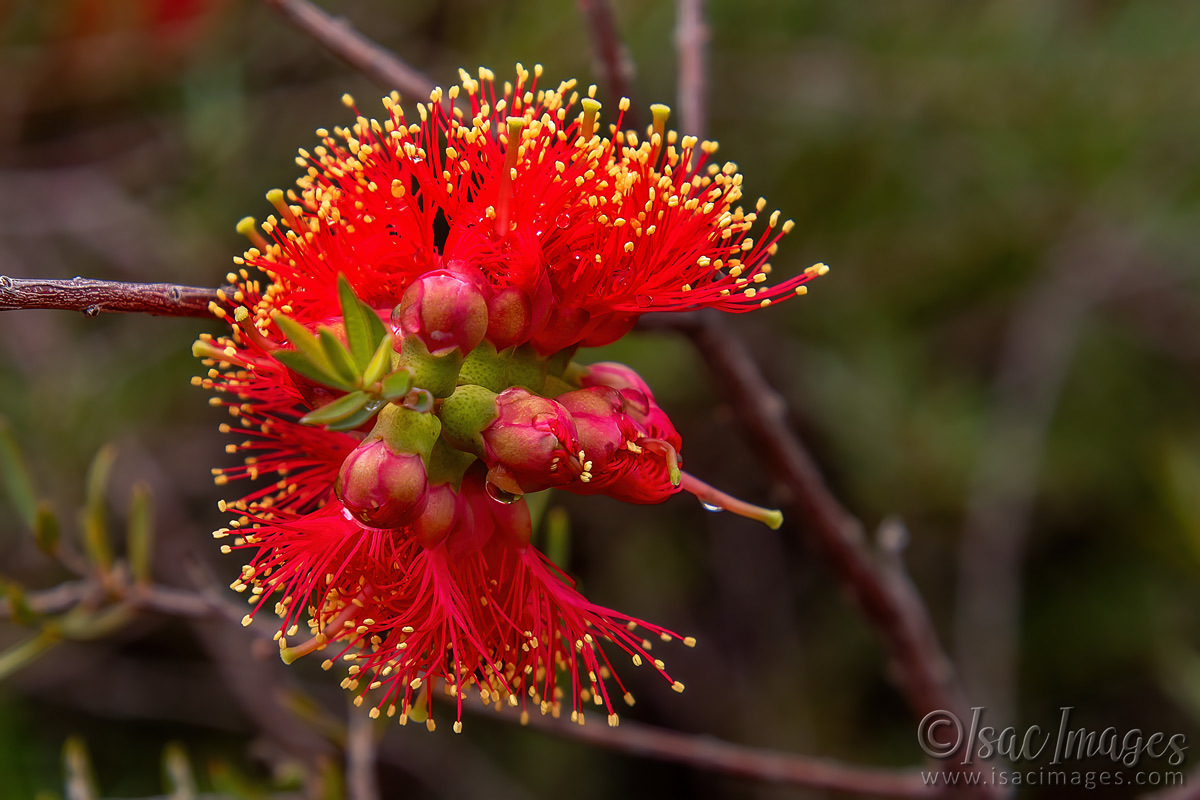 Click image for larger version

Name:	7957-Scarlet_Callistemon.jpg
Views:	25
Size:	280.5 KB
ID:	509892