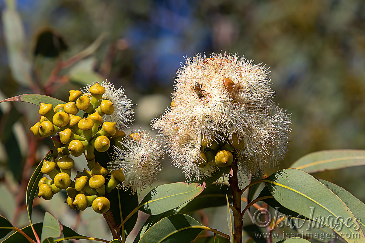 Click image for larger version

Name:	8009-Flowering_Gum_Bee.jpg
Views:	42
Size:	289.5 KB
ID:	509939