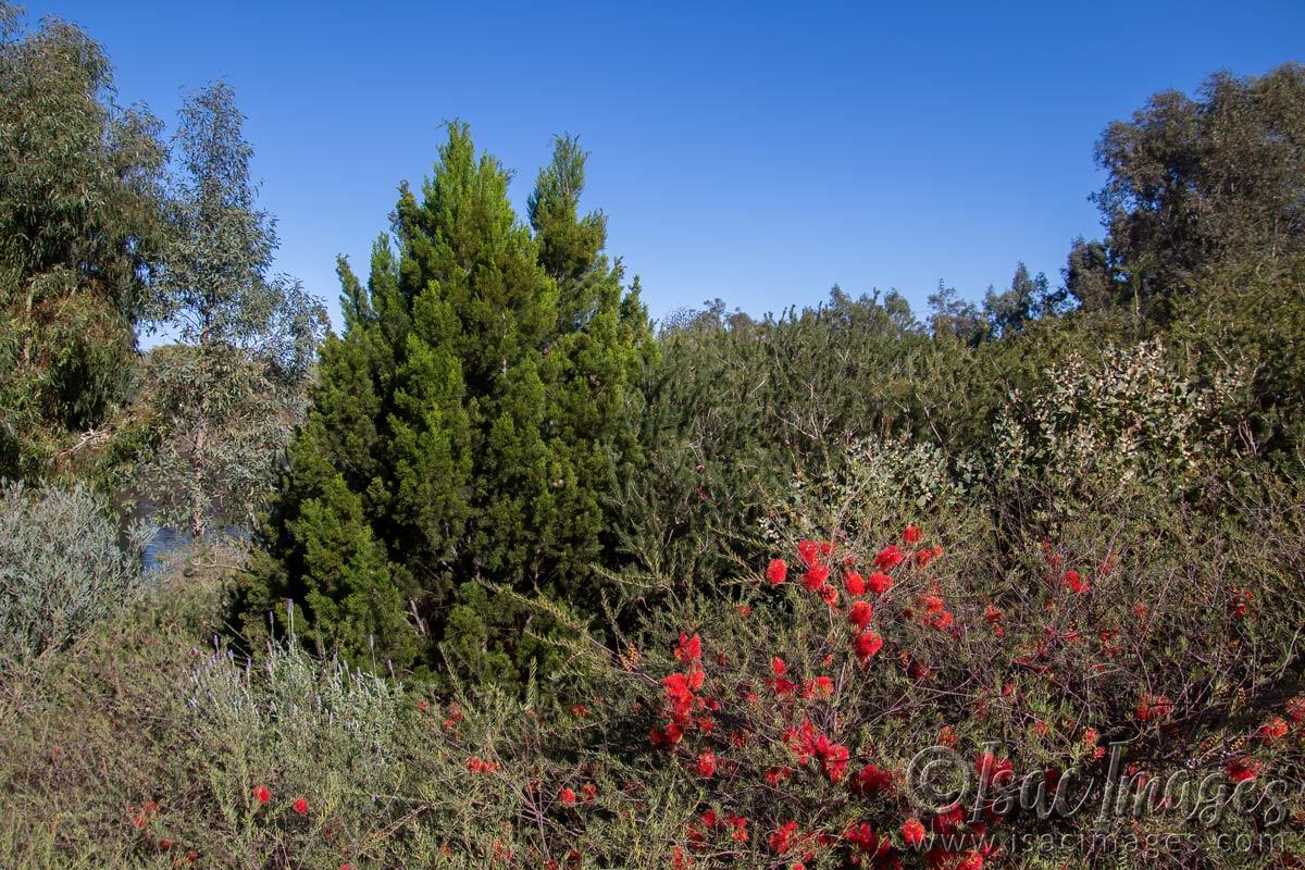 Click image for larger version

Name:	8010-Callistemon_Bush.jpg
Views:	33
Size:	262.5 KB
ID:	509940