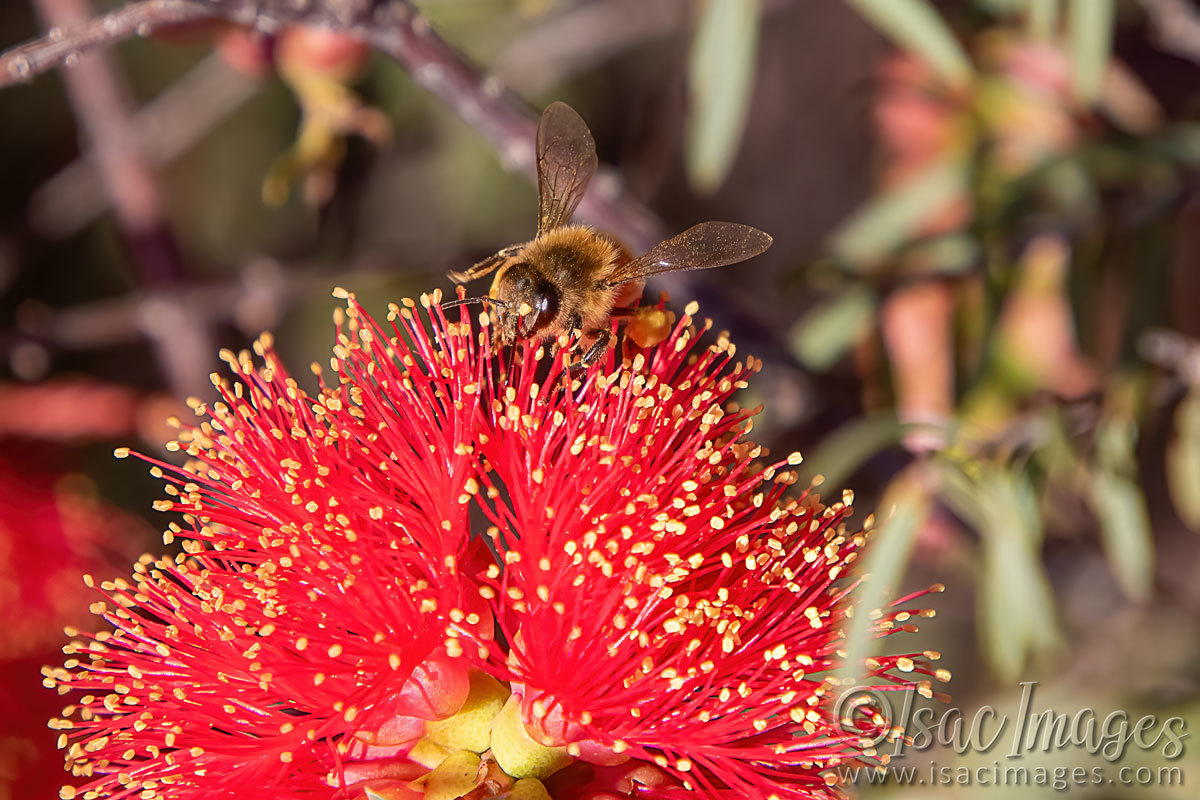 Click image for larger version

Name:	8012-Bee_Callistemon.jpg
Views:	34
Size:	275.6 KB
ID:	509941