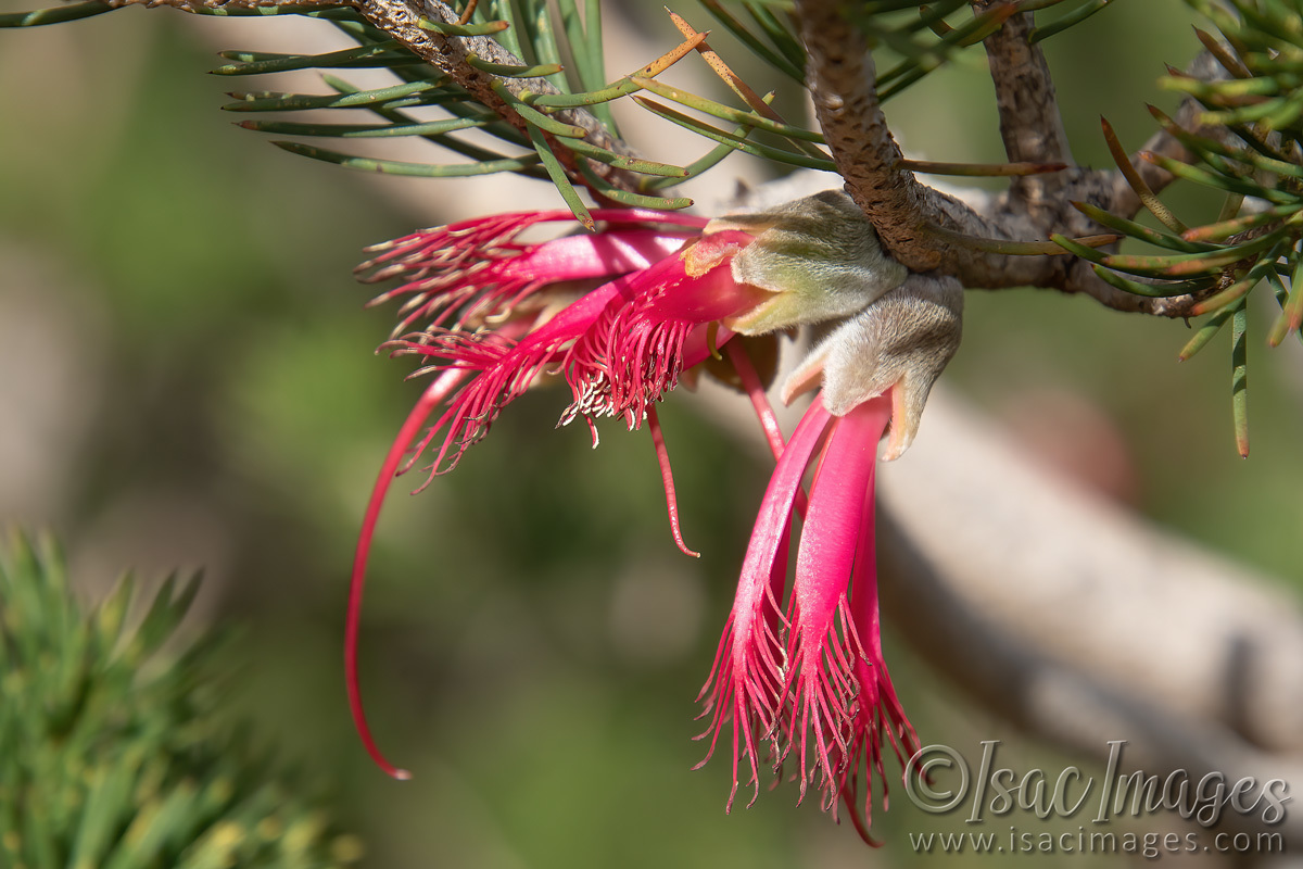 Click image for larger version

Name:	8033-One_Sided_Callistemon.jpg
Views:	30
Size:	292.2 KB
ID:	509942