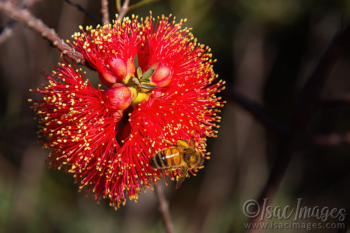 Click image for larger version

Name:	8018-Bee_Callistemon.jpg
Views:	30
Size:	306.8 KB
ID:	509943