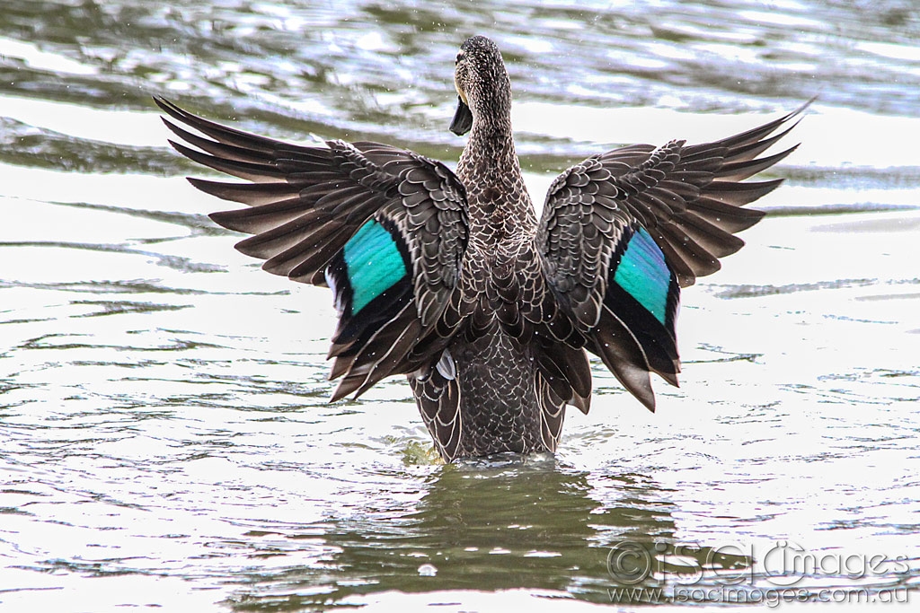 Click image for larger version

Name:	9282-Pacific_Black_Duck.jpg
Views:	72
Size:	563.8 KB
ID:	470347