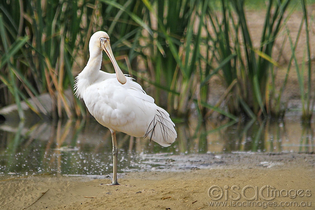 Click image for larger version

Name:	9548-Yellow_Billed_Spoonbill.jpg
Views:	67
Size:	493.4 KB
ID:	470349