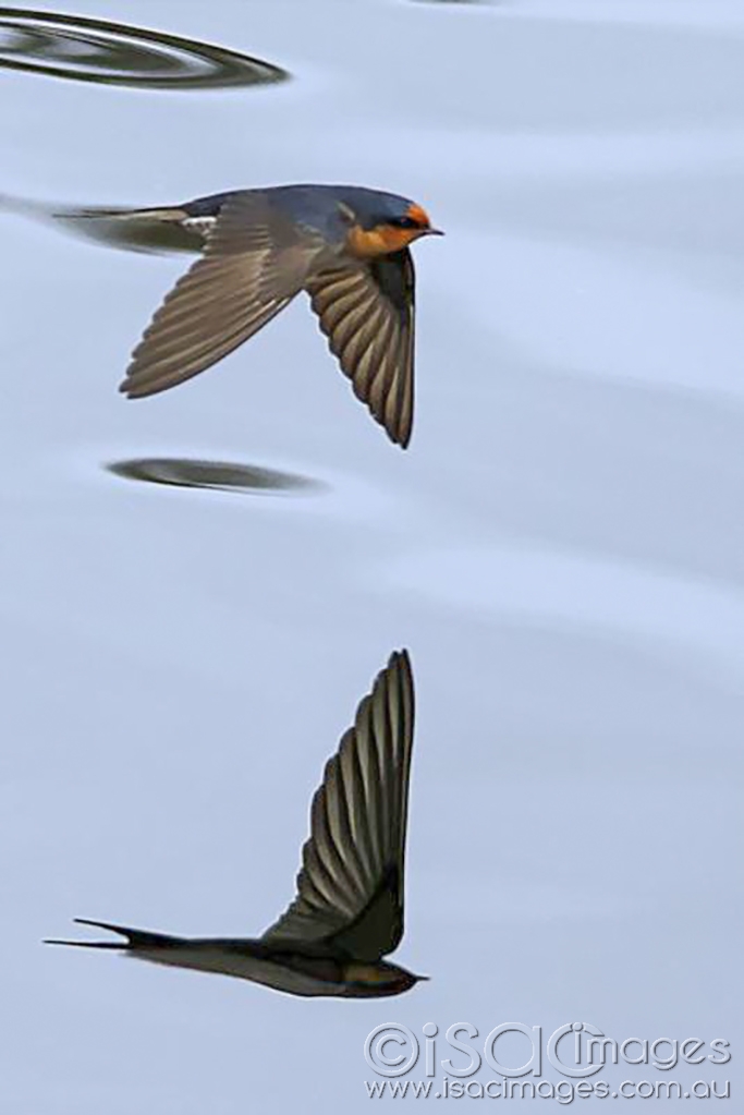 Click image for larger version

Name:	Swallow-Reflection.jpg
Views:	98
Size:	206.6 KB
ID:	476641