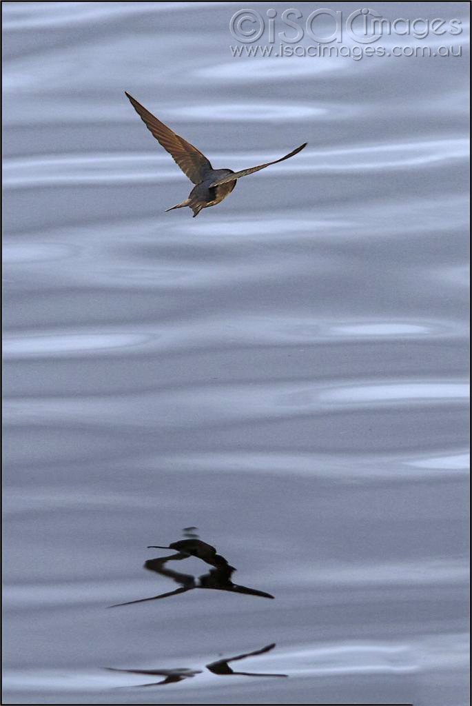 Click image for larger version

Name:	Swallow-Reflection-1_685x1024.jpg
Views:	73
Size:	274.5 KB
ID:	476640