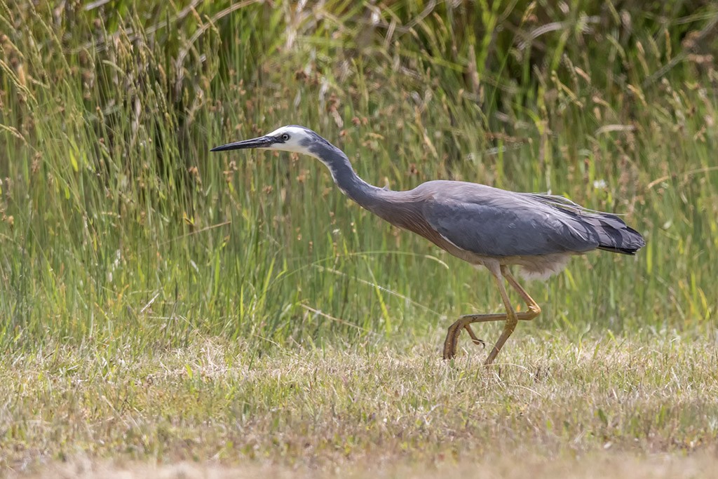 Click image for larger version  Name:	White Faced Heron 2.jpg Views:	0 Size:	216.1 KB ID:	467307